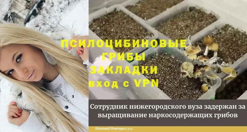 Галлюциногенные грибы Cubensis  где найти   Калтан 